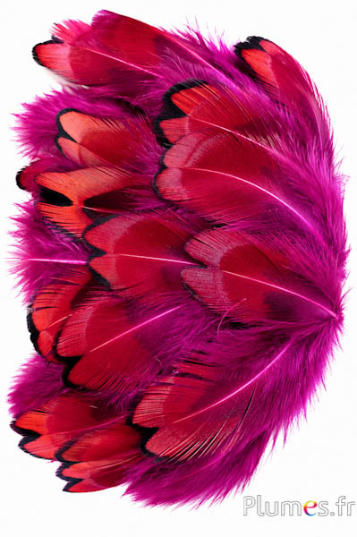 Fagiano di Colchide - 3-5 cm - fucsia